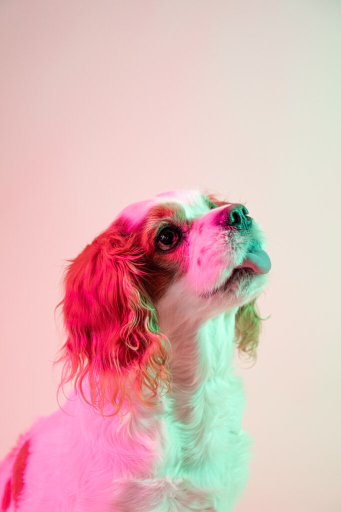 Glasgow-pet-photography-studio-unique-creative-dog-portraits