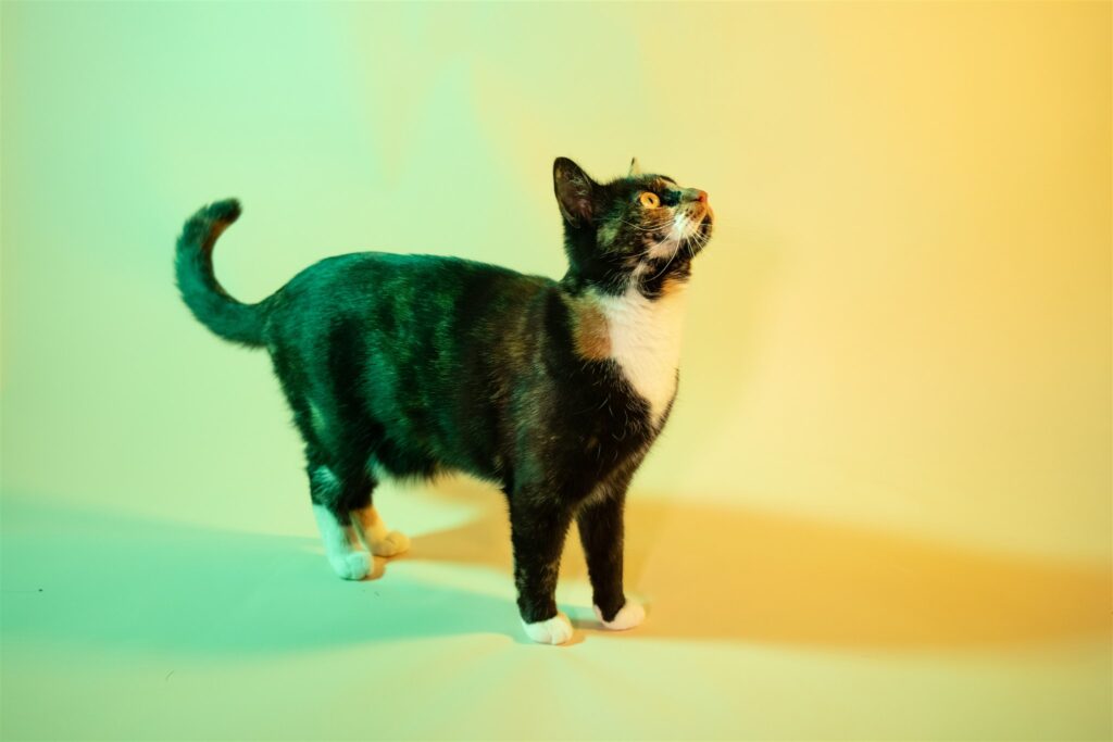 glasgow-cat-portrait-photographer-pets-quirky-and-creative-studio