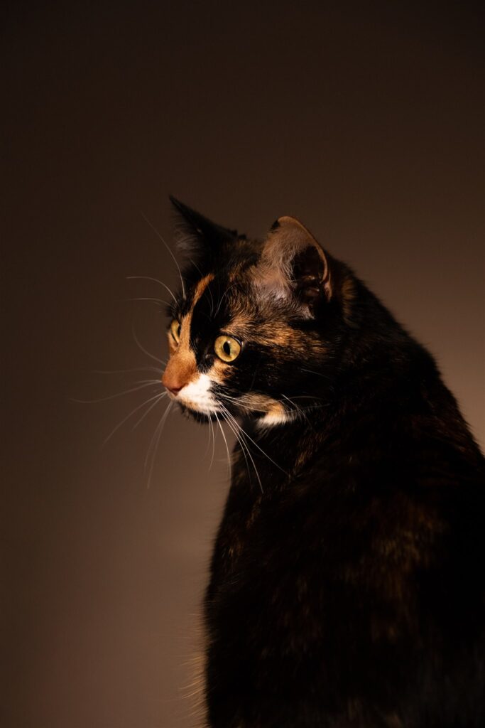 glasgow-cat-portrait-photographer-pets-quirky-and-creative-studio