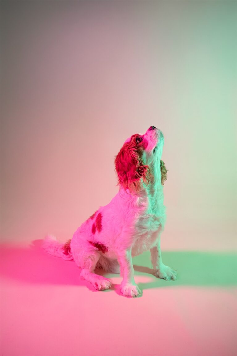 glasgow dog portrait photographer quirky creative