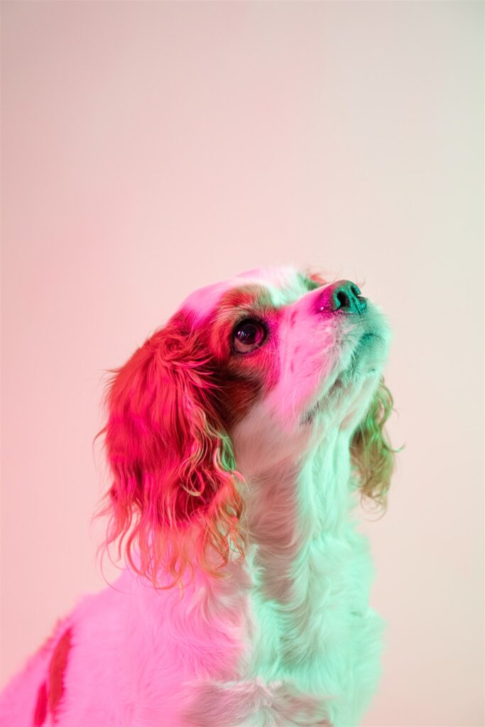 glasgow dog portrait photographer quirky creative