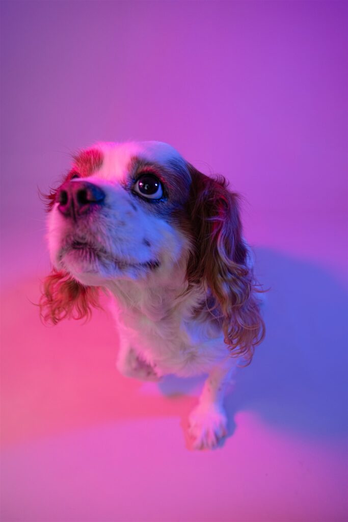 glasgow dog portrait photographer quirky creative