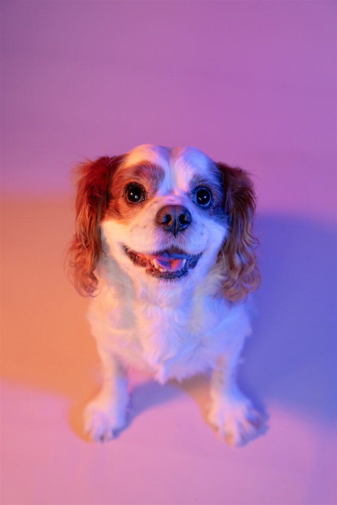 glasgow dog portrait photographer quirky creative