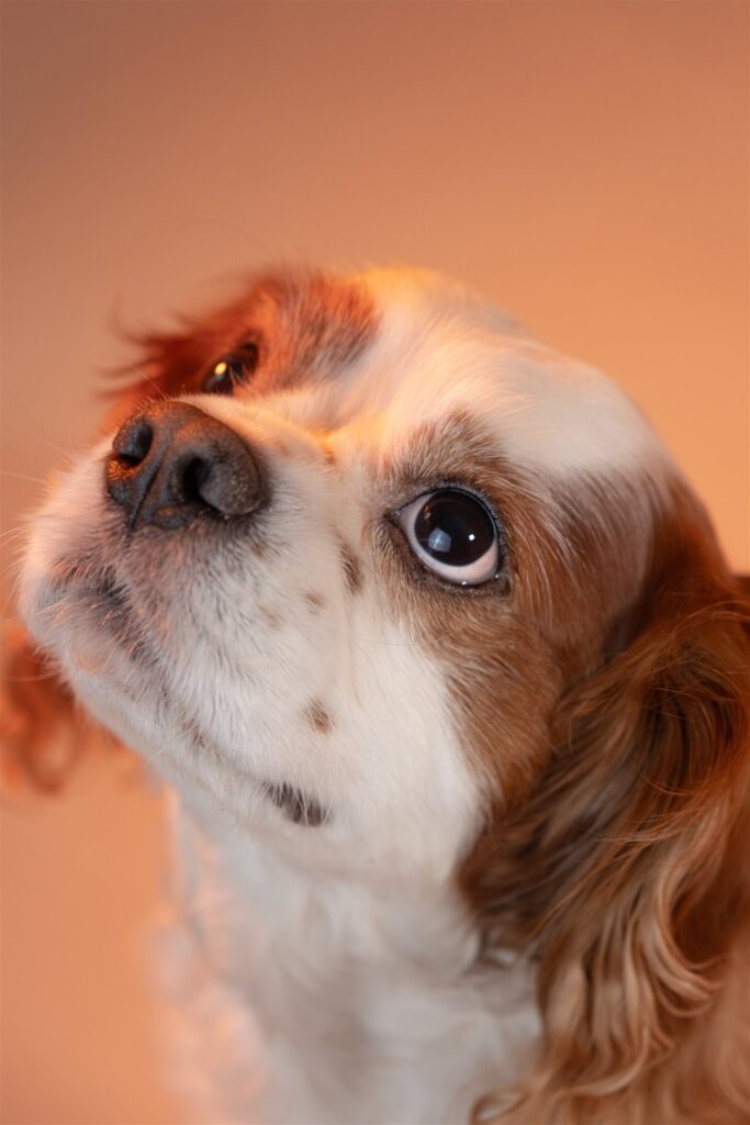 glasgow dog portrait photographer quirky creative