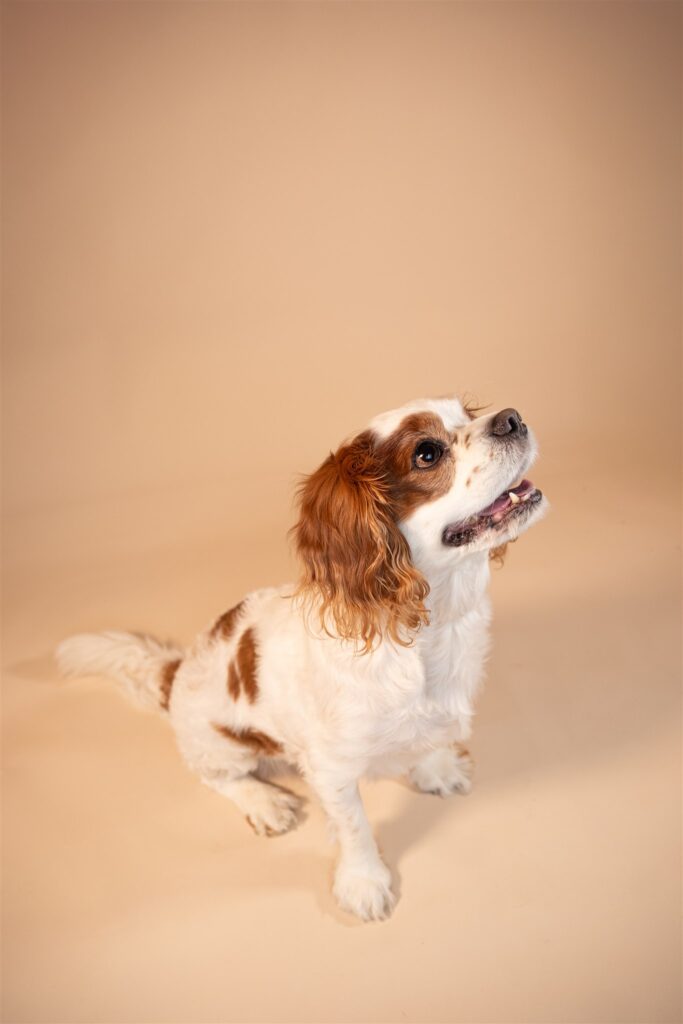 glasgow dog portrait photographer quirky creative